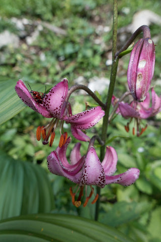 Lilium martagon <br>PINK TURK'S CAP LILY, MICHIGAN LILY