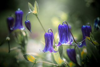 Clematis intergrifolia <br>BUSH CLEMATIS