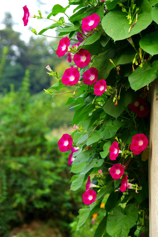 Ipomoea nil <br>MORNING GLORY TALL MIX