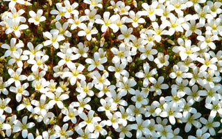 Saxifraga arendsii <br>WHITE MOSS ROSE, SAXIFRAGE