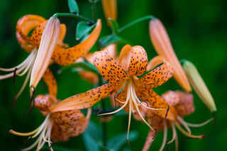 Lilium michiganense <br>MIXED COLOURS TURK'S CAP LILY, MICHIGAN LILY <br>Organic