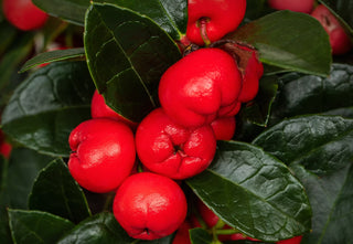 Gaultheria procumbens <br>WINTERGREEN 'REDWOOD'