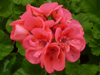 Pelargonium <br>GERANIUM SALMON ZONAL