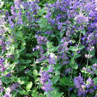 Nepeta mussinii <br>CATMINT, GREY CATMINT