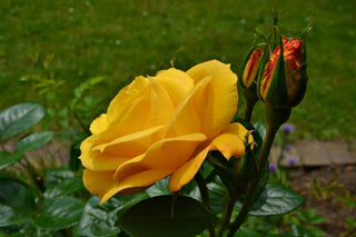 Rosa <br>YELLOW BUSH ROSE