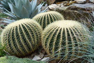 Echinocactus grusonii <br>GOLDEN BARREL CACTUS