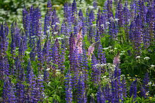 Lupinus perennis <br>WILD LUPIN, SUNDIAL LUPIN
