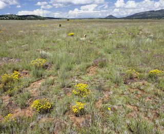 Hymenoxys grandiflora <br>ALPINE SUNFLOWER