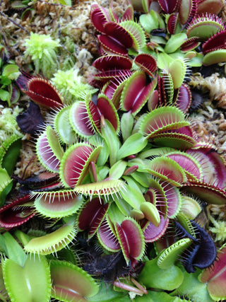 Dionaea muscipula <br>VENUS FLYTRAP GIANT 'B52'