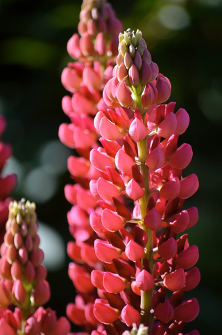 Lupinus <br>LUPIN GALLERY PINK