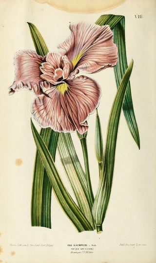 Iris ensata <br>JAPANESE IRIS, WATER IRIS