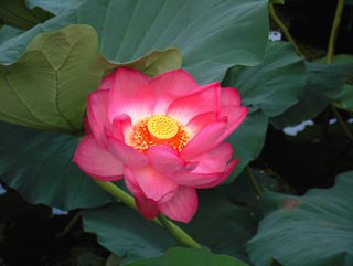 Nelumbo nucifera <br>RED WATER LOTUS