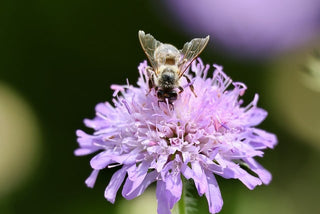 Knautia macedonica <br>WIDOW FLOWER 'WATERCOLOURS'