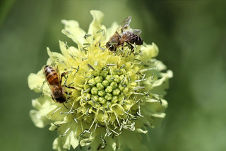 Knautia macedonica <br>WIDOW FLOWER 'WATERCOLOURS'