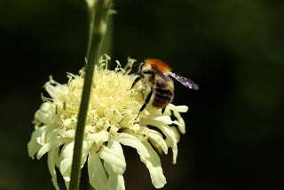 Knautia macedonica <br>WIDOW FLOWER 'WATERCOLOURS'