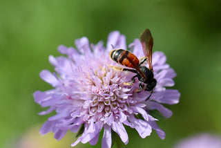 Knautia macedonica <br>WIDOW FLOWER 'WATERCOLOURS'