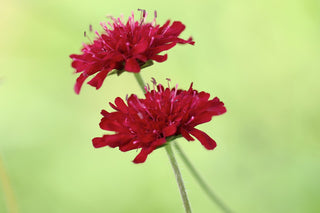 Knautia macedonica <br>WIDOW FLOWER 'WATERCOLOURS'