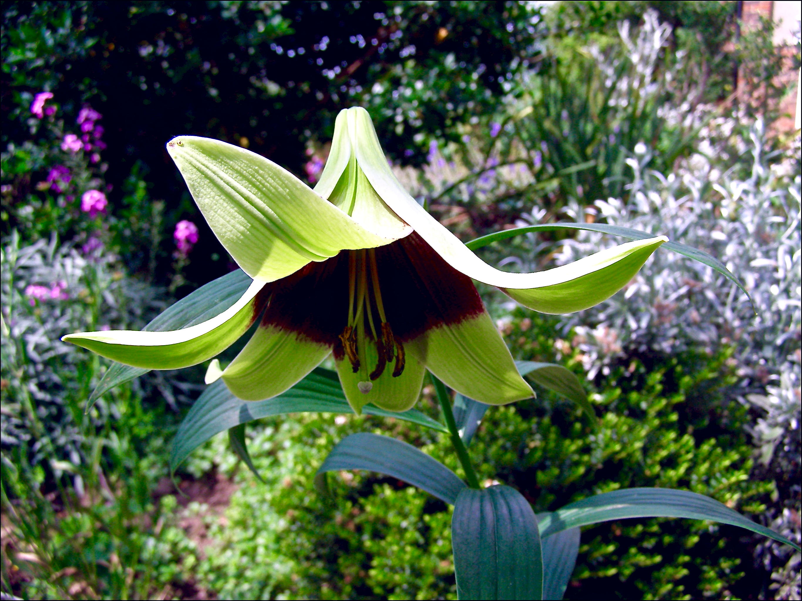 nepali lily flower Lilium nepalense LILY OF NEPAL – Ferri Seeds