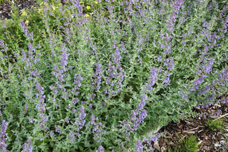 Nepeta mussinii <br>CATMINT, GREY CATMINT