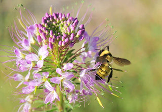 Cleome serrulata <br>ROCKY MOUNTAIN BEE PLANT, SPIDER FLOWER