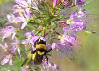 Cleome serrulata <br>ROCKY MOUNTAIN BEE PLANT, SPIDER FLOWER