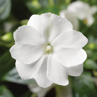 Impatiens hawkeri <br>NEW GUINEA IMPATIENS 'PROLIFIC WHITE'