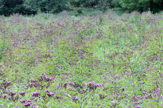 Vernonia noveboracensis, Serradula noveboracensis <br>NEW YORK IRONWEED