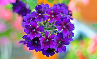 Verbena hybrida <br>VERBENA MIX