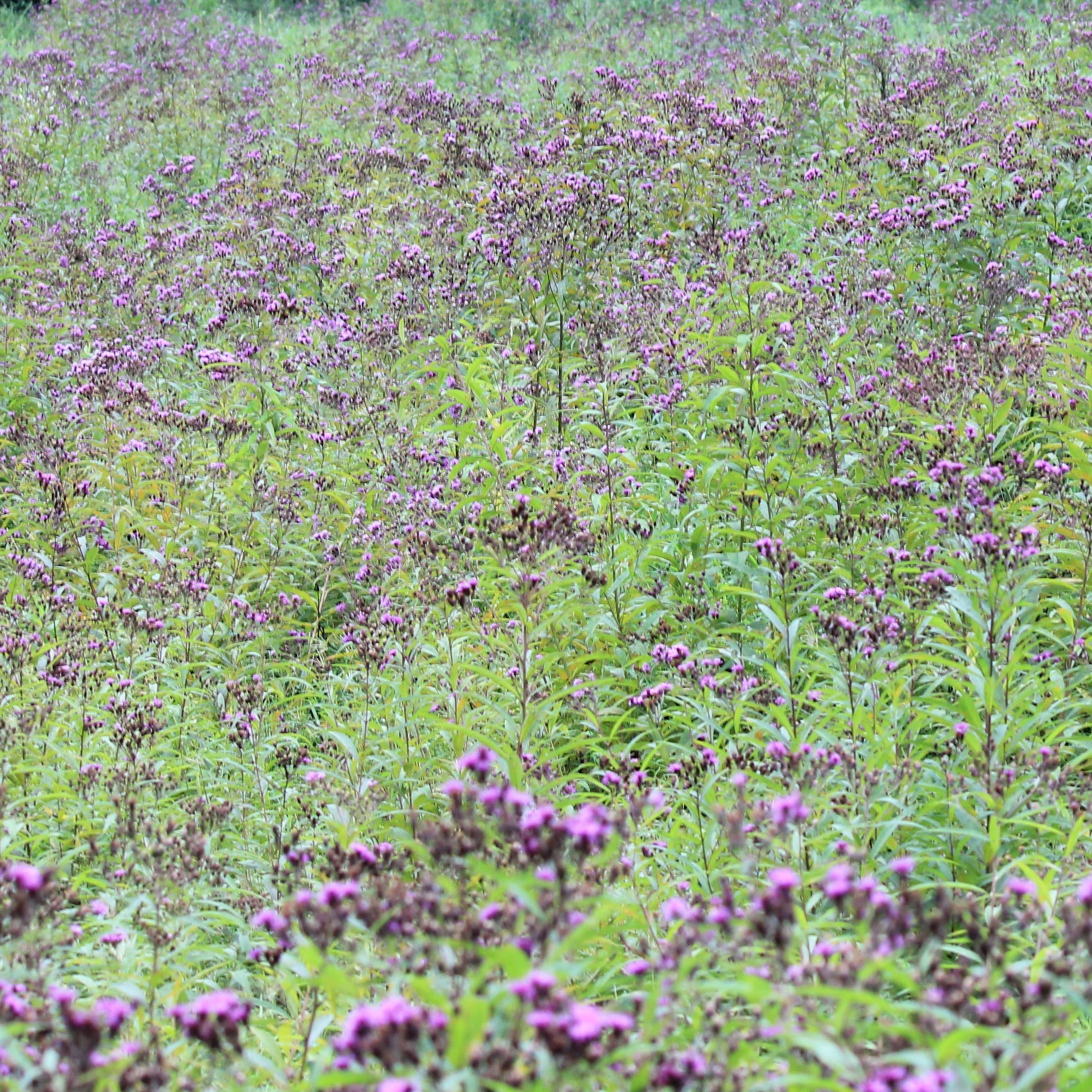 wild flower seeds new york Vernonia noveboracensis NEW YORK IRONWEED – Ferri Seeds