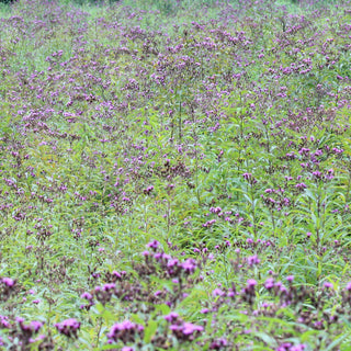 Vernonia noveboracensis, Serradula noveboracensis <br>NEW YORK IRONWEED