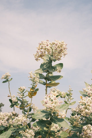 Calotropis gigantea <br>GIANT MILKWEED, CROWN FLOWER