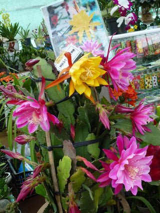 Epiphyllum crenatum <br>ORCHID CACTUS