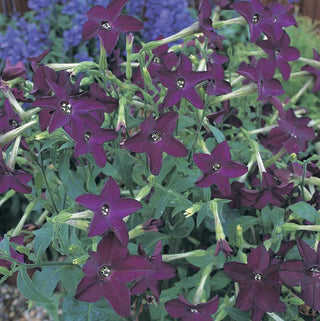 Nicotiana sanderae <br>PERFUME DEEP PURPLE TOBACCO