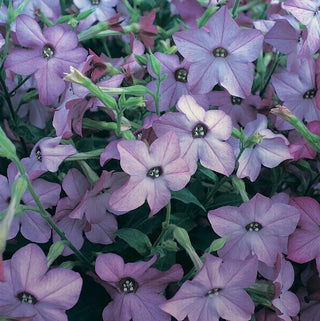 Nicotiana <br>BLUE FLOWERING FRAGRANT TOBACCO