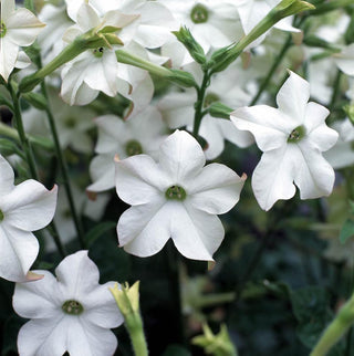 Nicotiana sanderae <br>PERFUME WHITE TOBACCO