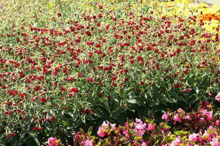 Nicotiana speciosa <br>BABY BELLA TOBACCO