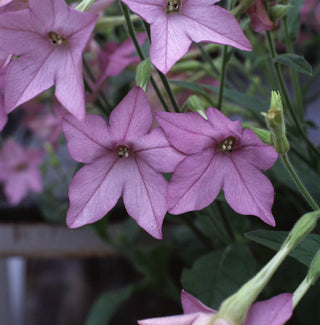 Nicotiana <br>BLUE FLOWERING FRAGRANT TOBACCO
