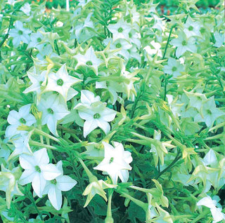 Nicotiana sanderae <br>PERFUME WHITE TOBACCO