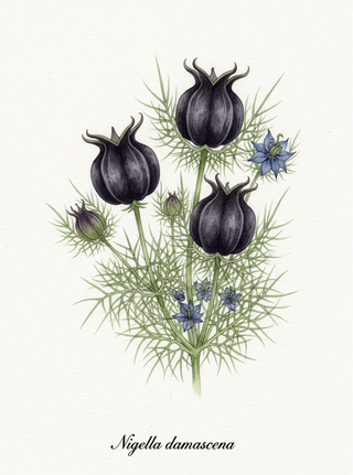 Nigella damascena <br>LOVE-IN-A-MIST BLACK POD, WHITE FLOWER