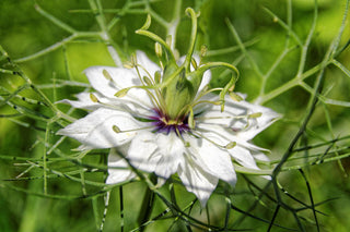 Nigella damascena <br>LOVE-IN-A-MIST BLACK POD, WHITE FLOWER