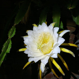 Epiphyllum crenatum <br>ORCHID CACTUS