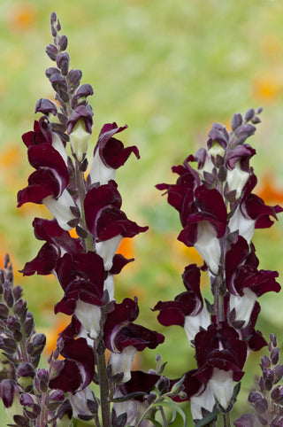 Antirrhinum <br>SNAPDRAGON NIGHT and DAY Antirrhinum