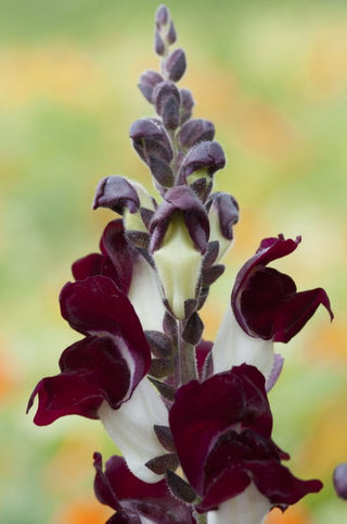 Antirrhinum <br>SNAPDRAGON NIGHT and DAY Antirrhinum