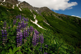 Lupinus nanus <br>SKY LUPIN, WILD FIELD LUPIN