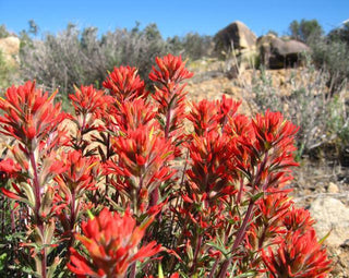 Castilleja integra <br>WHOLELEAF INDIAN PAINTBRUSH