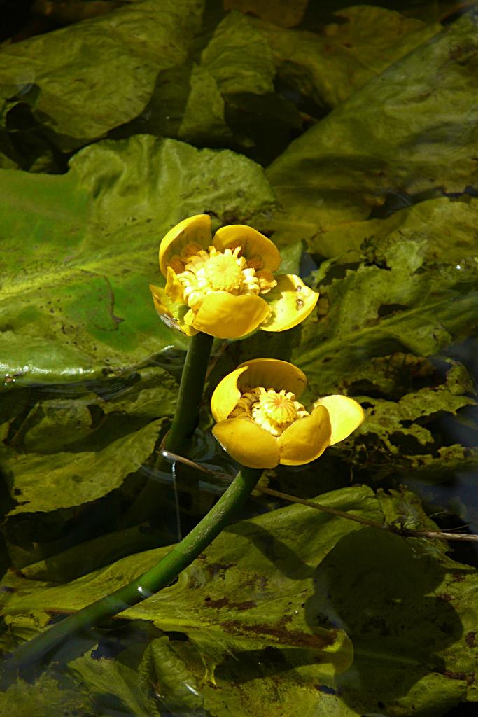 yellow flower water lily Nuphar lutea DWARF YELLOW WATER LILY – Ferri Seeds