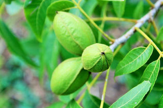 Carya Illinoinensis <br>HARDY PECAN, COMMERCIALLY GROWN VARIETY