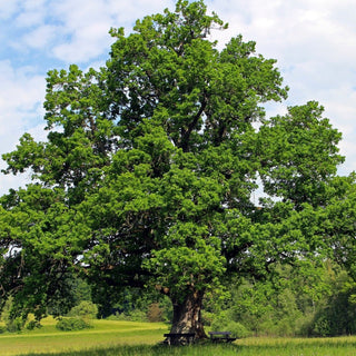 Quercus rubra <br>RED OAK