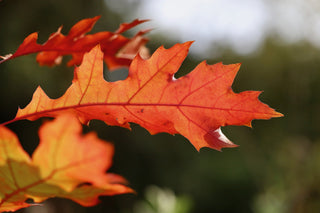 Quercus rubra <br>RED OAK