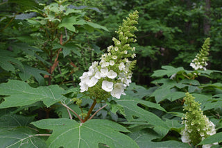 Hydrangea quercifolia <br>OAKLEAF HYDRANGEA